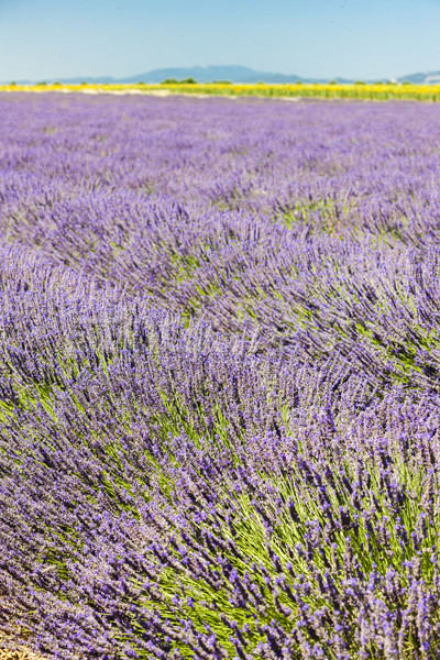 Campo de lavanda planalto França flor natureza lavanda Foto stock © phbcz
