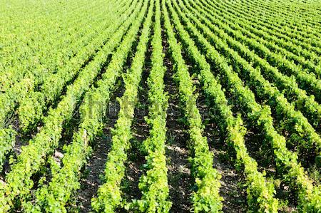 vineyards near Gevrey-Chambertin, Cote de Nuits, Burgundy, Franc Stock photo © phbcz