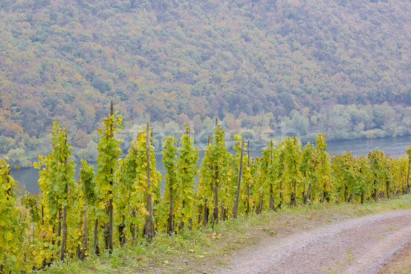 vineyards near Pommern, Rheinland Pfalz, Germany Stock photo © phbcz