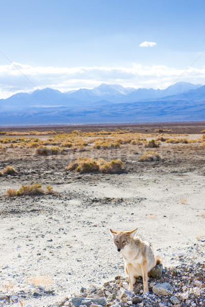 Stock photo: coyote, Death Valley National Park, California, USA