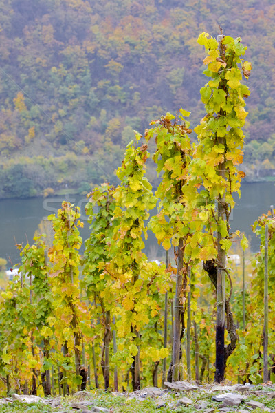 vineyards near Pommern, Rheinland Pfalz, Germany Stock photo © phbcz