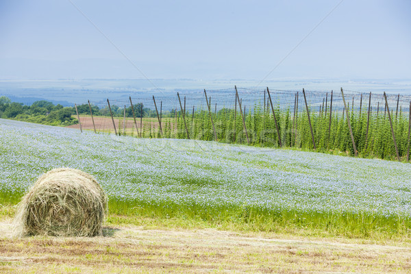 landscape with hops garden, Czech Republic Stock photo © phbcz