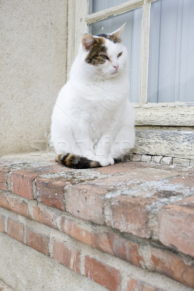 Stock photo: cat sitting by the window