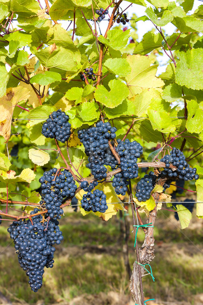 Stock photo: blue grapes in vineyard, Southern Moravia, Czech Republic