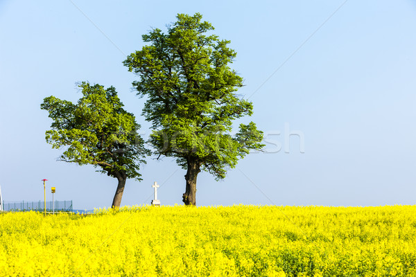 Copaci trece câmp Republica Ceha copac Imagine de stoc © phbcz