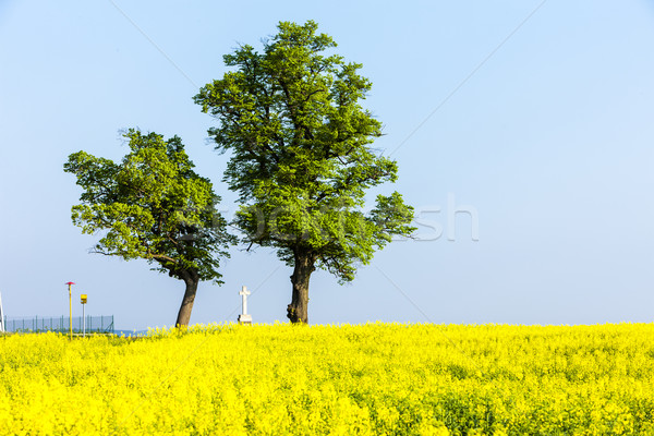 árboles cruz violación campo República Checa árbol Foto stock © phbcz