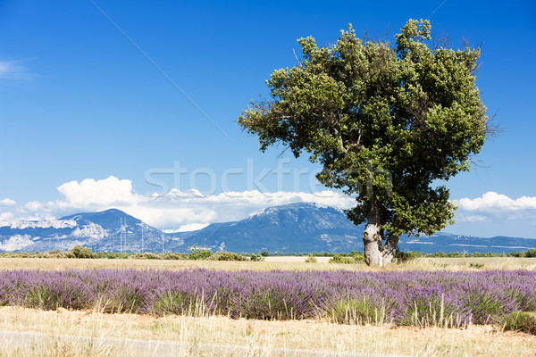 Lawendowe pole drzewo plateau charakter roślin rolnictwa Zdjęcia stock © phbcz
