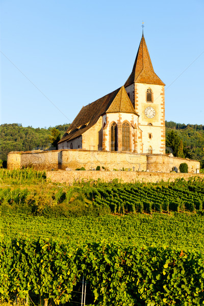 church with vineyard, Hunawihr, Alsace, France Stock photo © phbcz