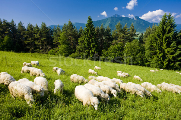 Schapen kudde Slowakije reizen groep bergen Stockfoto © phbcz