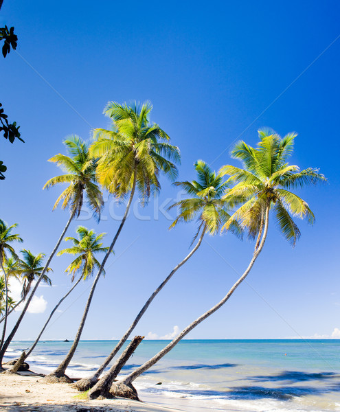 Norte costa caribbean árvore paisagem mar Foto stock © phbcz