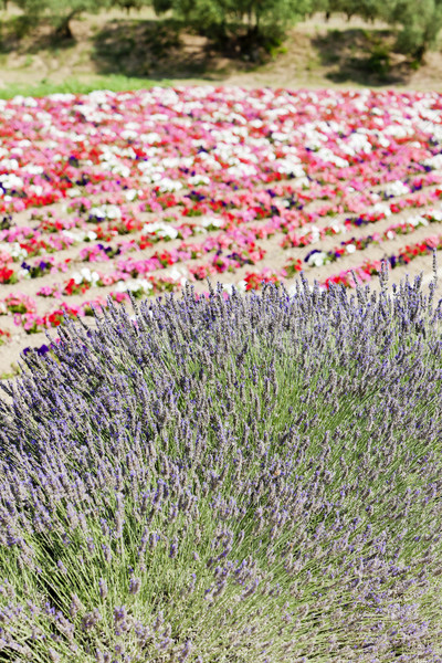 flower field and lavenders, Provence, France Stock photo © phbcz