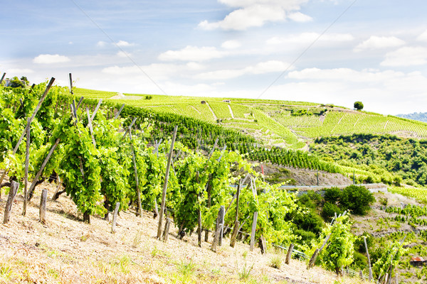 Frankreich Landschaft Reise Europa Reben wachsen Stock foto © phbcz