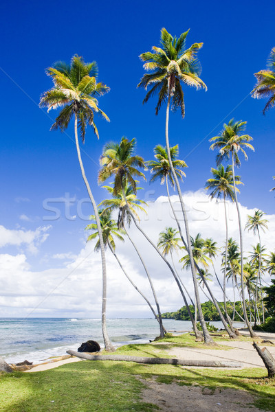 Northern coast of Trinidad, Caribbean Stock photo © phbcz