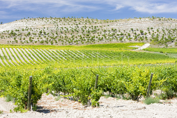 vineyards near Villabanez, Valladolid Province, Castile and Leon Stock photo © phbcz