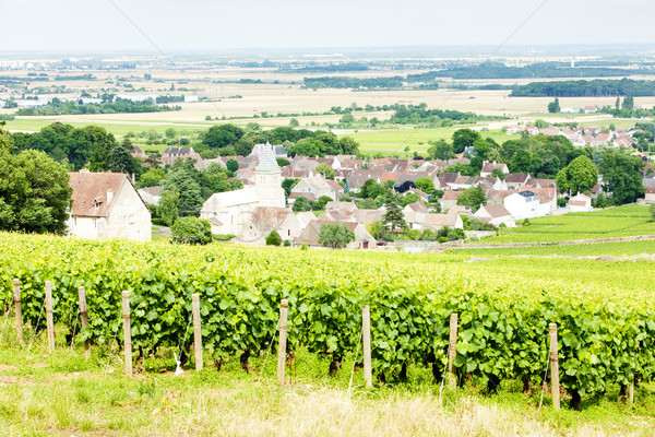 grand cru vineyard near Fixin, Cote de Nuits, Burgundy, France Stock photo © phbcz