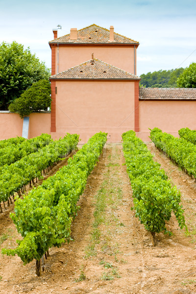 winery, D Stock photo © phbcz