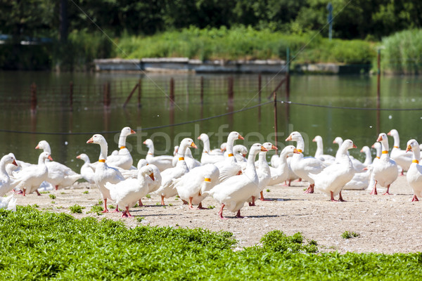goose farm, Czech Republic Stock photo © phbcz