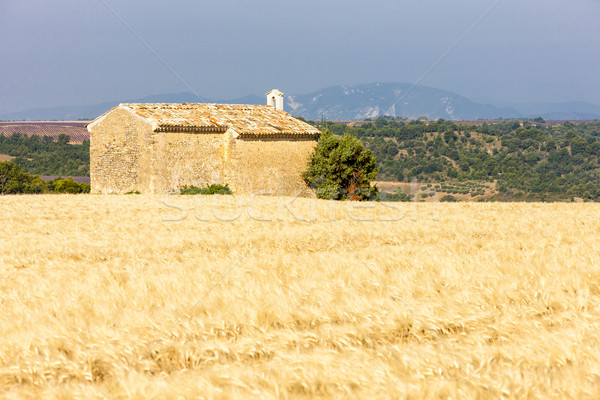 Stock photo: chapel with grain field, Plateau de Valensole, Provence, France