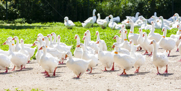 [[stock_photo]]: Oie · ferme · République · tchèque · oiseau · groupe · Europe