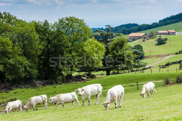 herd of cows, Rhone-Alpes, France Stock photo © phbcz