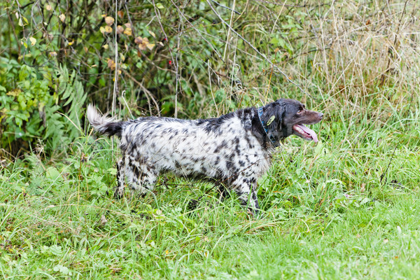 Chien de chasse jeu prairie chasse extérieur mammifère [[stock_photo]] © phbcz