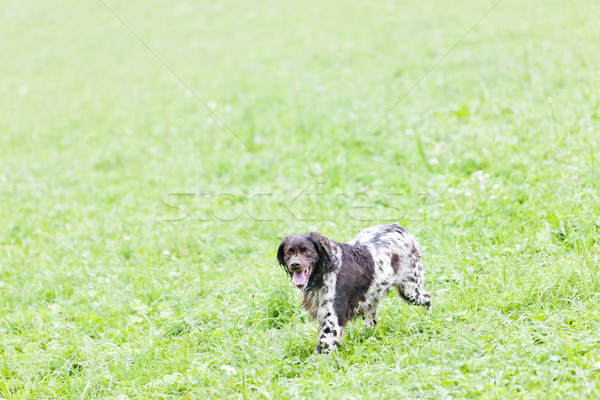 を実行して 犬 動物 草原 屋外 ストックフォト © phbcz