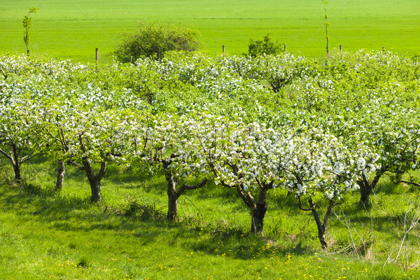 blooming orchard in spring, Czech Republic Stock photo © phbcz