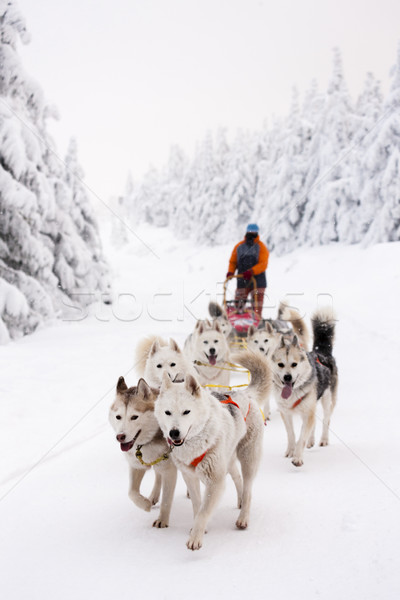 Slee lang Tsjechische Republiek sneeuw lopen race Stockfoto © phbcz