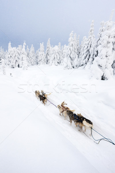 sledge dogging, Sedivacek''s long, Czech Republic Stock photo © phbcz