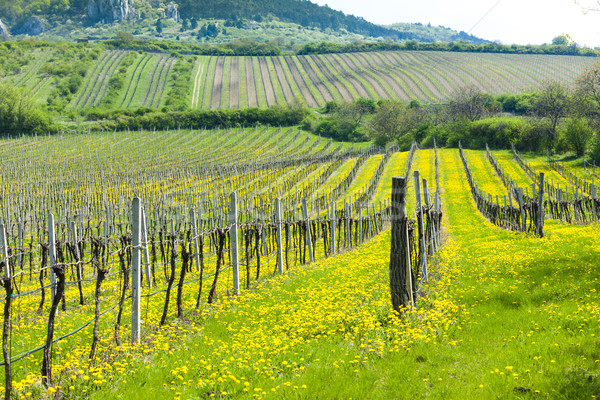 Stock foto: Frühling · südlich · Tschechische · Republik · Landschaft · Europa · Landwirtschaft