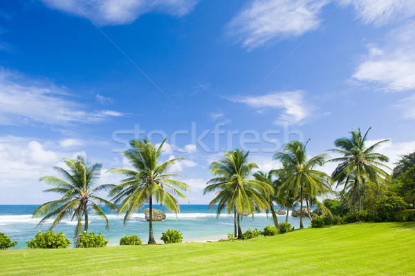 Bathsheba, East coast of Barbados, Caribbean Stock photo © phbcz