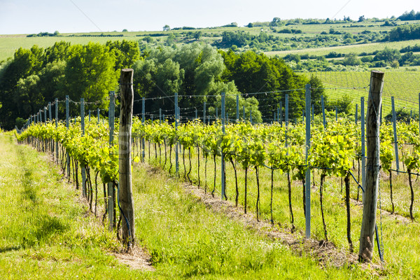 vineyard near Hnanice, Southern Moravia, Czech Republic Stock photo © phbcz