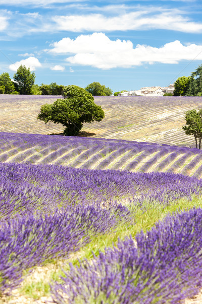 Lavendel veld bomen Frankrijk boom landschap plant Stockfoto © phbcz