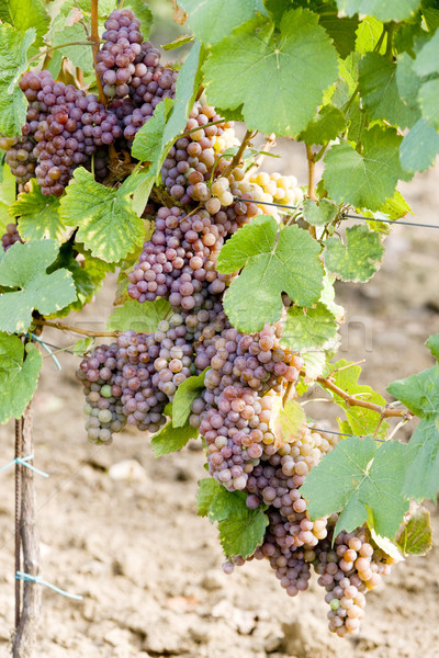 grapevines in vineyard, Czech Republic Stock photo © phbcz