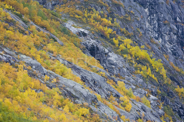 Jostedalsbreen National Park, Norway Stock photo © phbcz