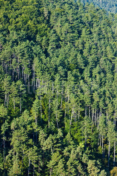Erdő fa természet háttér növények kint Stock fotó © phbcz