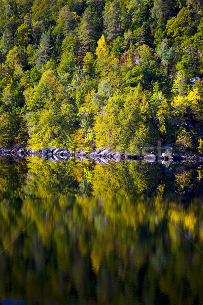 Landschaft südlich Norwegen Wasser Wald Bäume Stock foto © phbcz