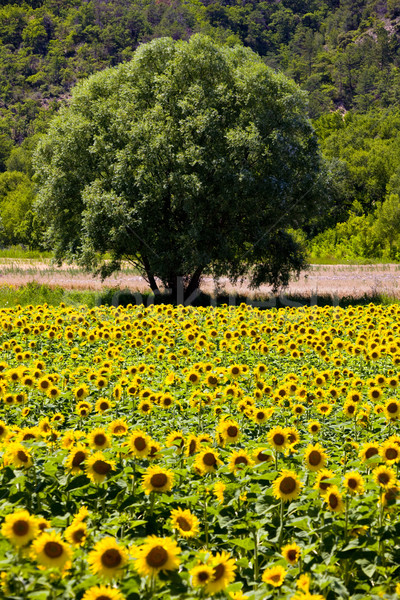 sunflower field with a tree, Provence, France Stock photo © phbcz