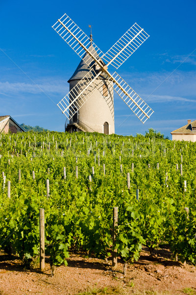 vineyards with windmill near Ch Stock photo © phbcz