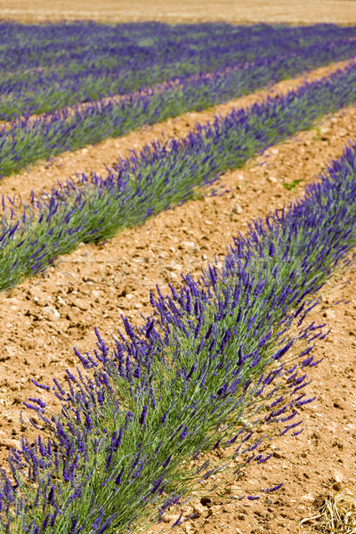Levendula mező fennsík Franciaország virág természet háttér Stock fotó © phbcz