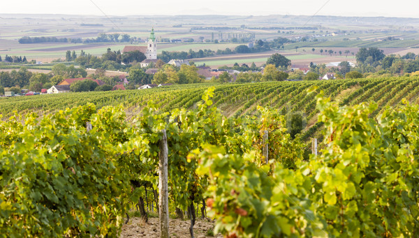 виноградник снизить Австрия пейзаж путешествия стране Сток-фото © phbcz