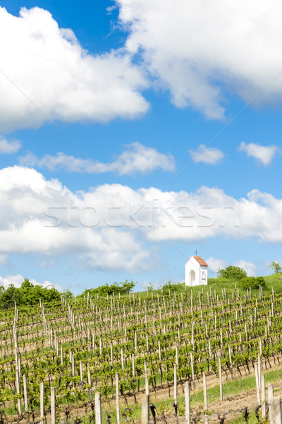 Stock photo: spring vineyard near Hnanice, Southern Moravia, Czech Republic