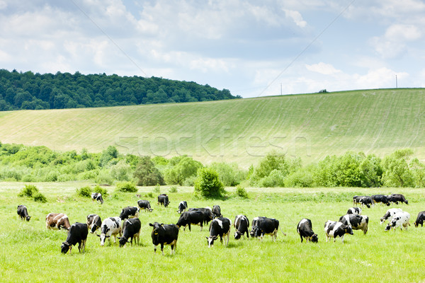 Nyáj tehenek Szlovákia tehén állat legelő Stock fotó © phbcz