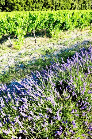 lavender field with vineyard, Drome Department, Rhone-Alpes, Fra Stock photo © phbcz