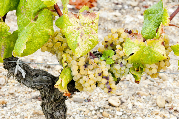 white grape in Sauternes Region, Aquitaine, France Stock photo © phbcz