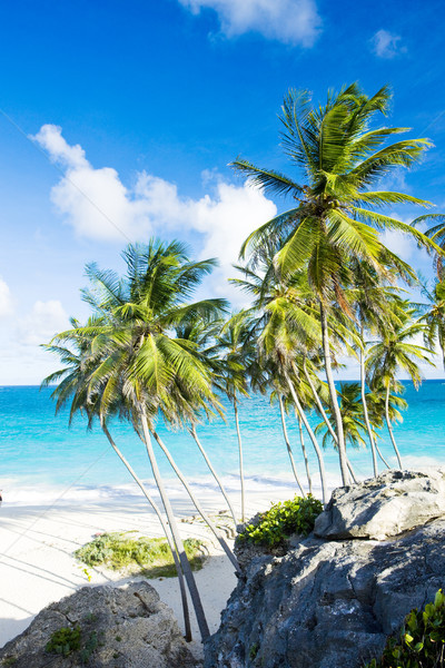 Unterseite Barbados Karibik Baum Landschaft Meer Stock foto © phbcz