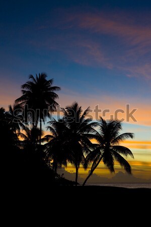 sunset, Turtle Beach, Tobago Stock photo © phbcz