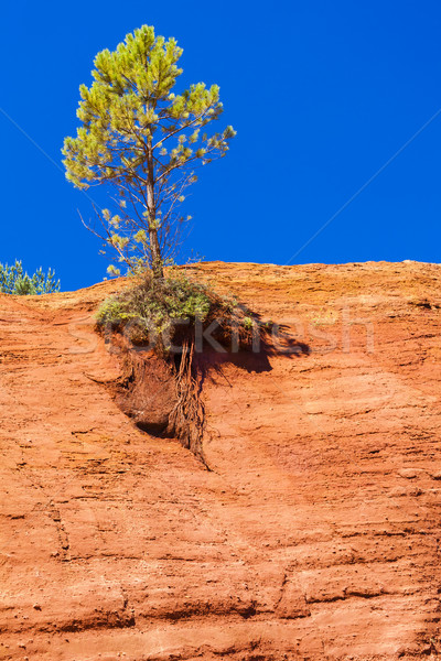 Colorado Francja drzewo podróży rock Europie Zdjęcia stock © phbcz