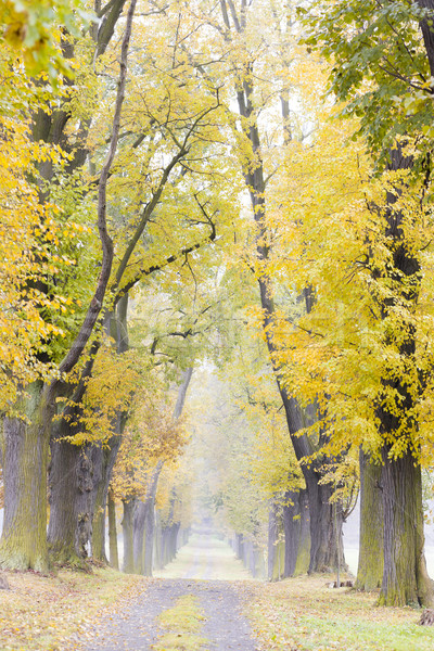 autumnal alley Stock photo © phbcz