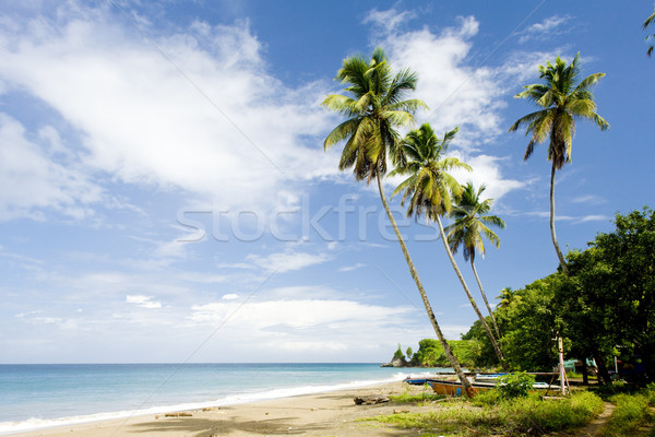 Stock fotó: Barbados · Karib · fa · tájkép · tenger · nyár